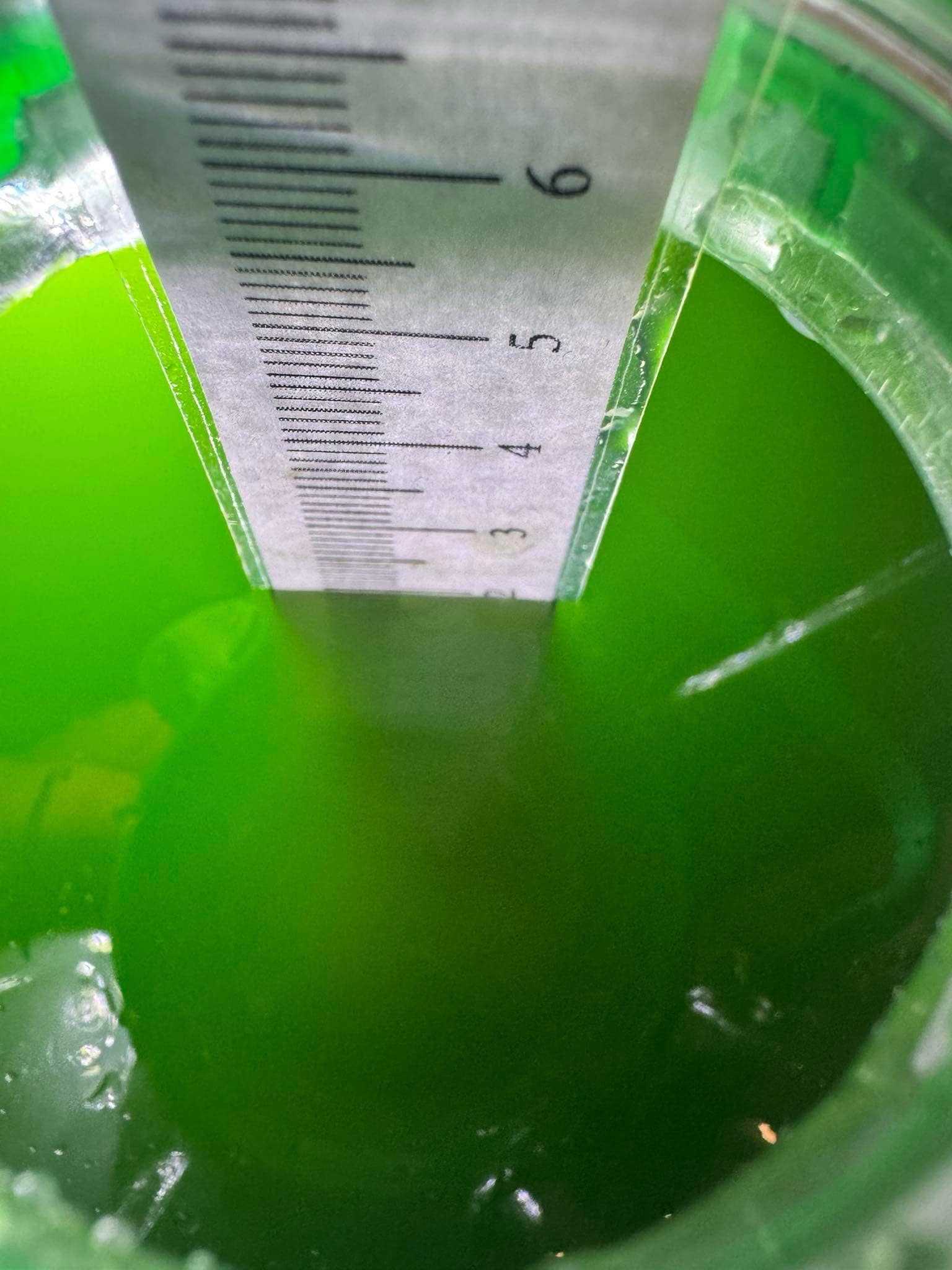 Fytoplankton Nannochloropsis