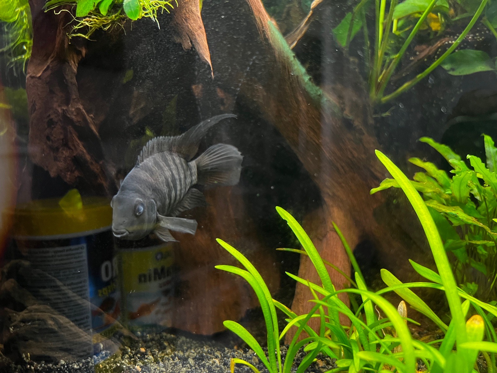 Kančík příčnopruhý samec