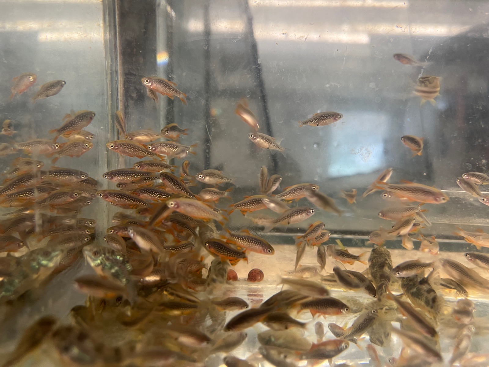 Danio perlové/razborka galaxy