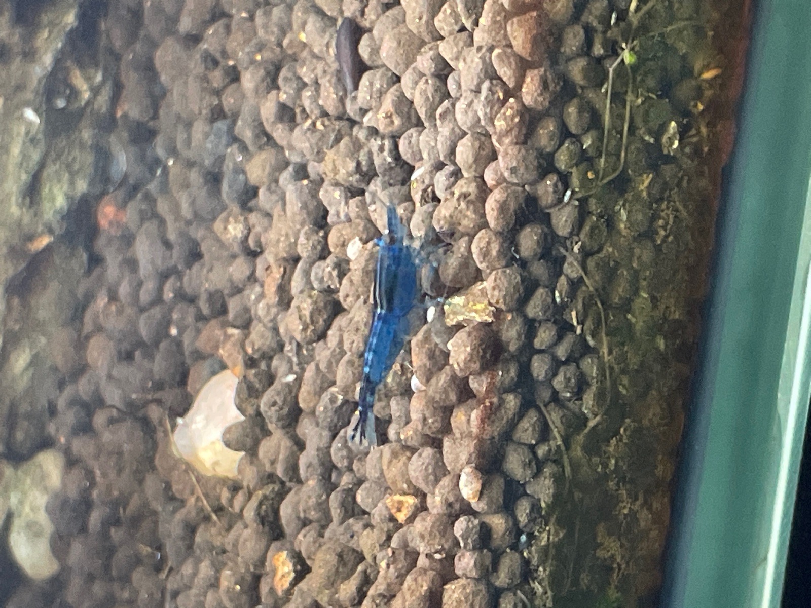 Neocaridina blue dream