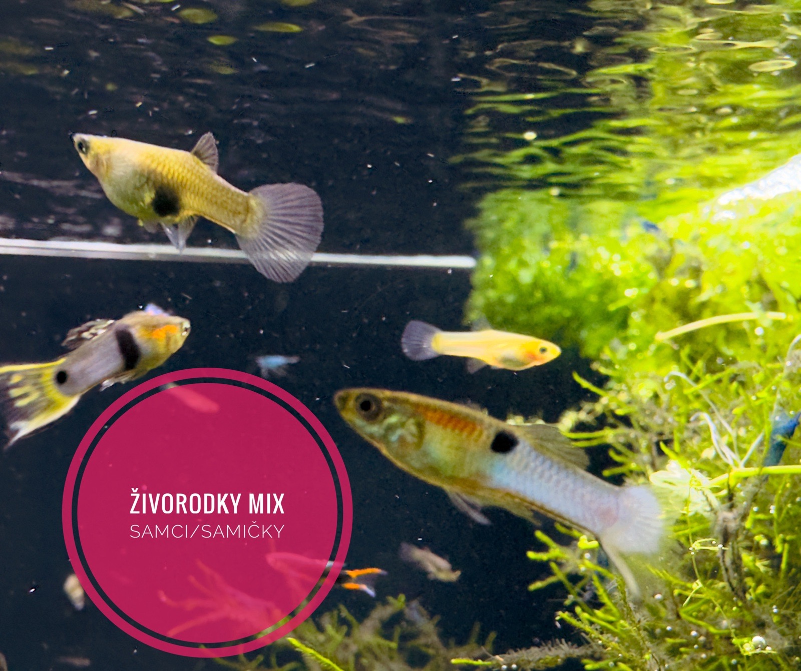 Živorodky MIX Samci/Samičky
