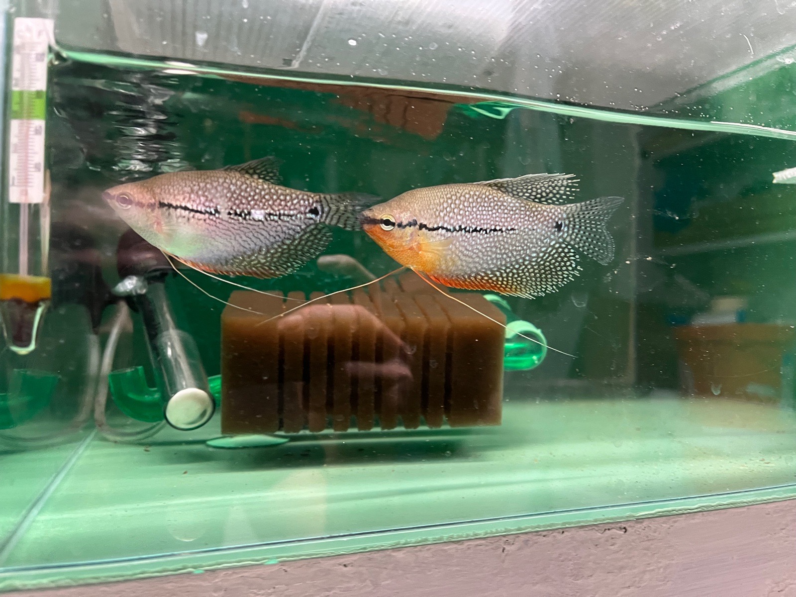 Čichavec perleťový