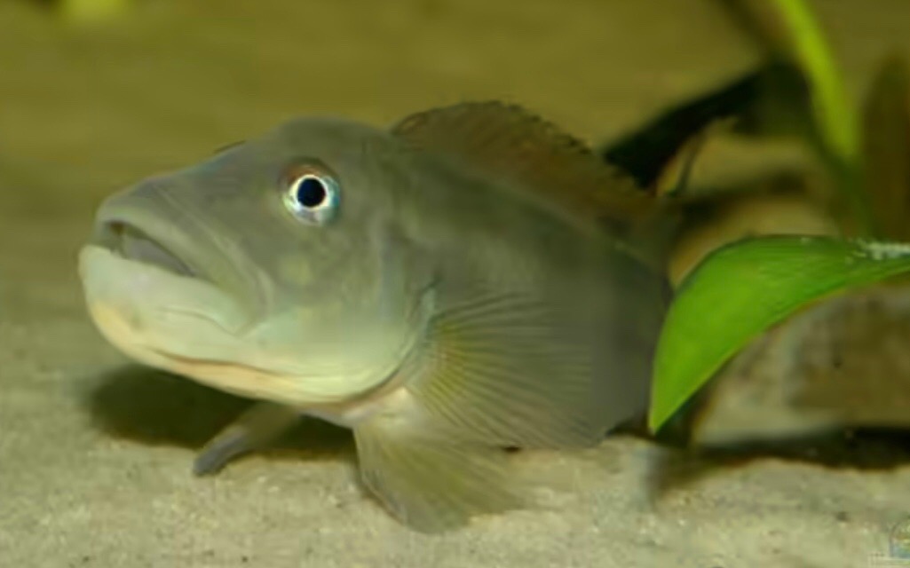Steatocranus sp. / pravdepodobne Steatocranus tinanti