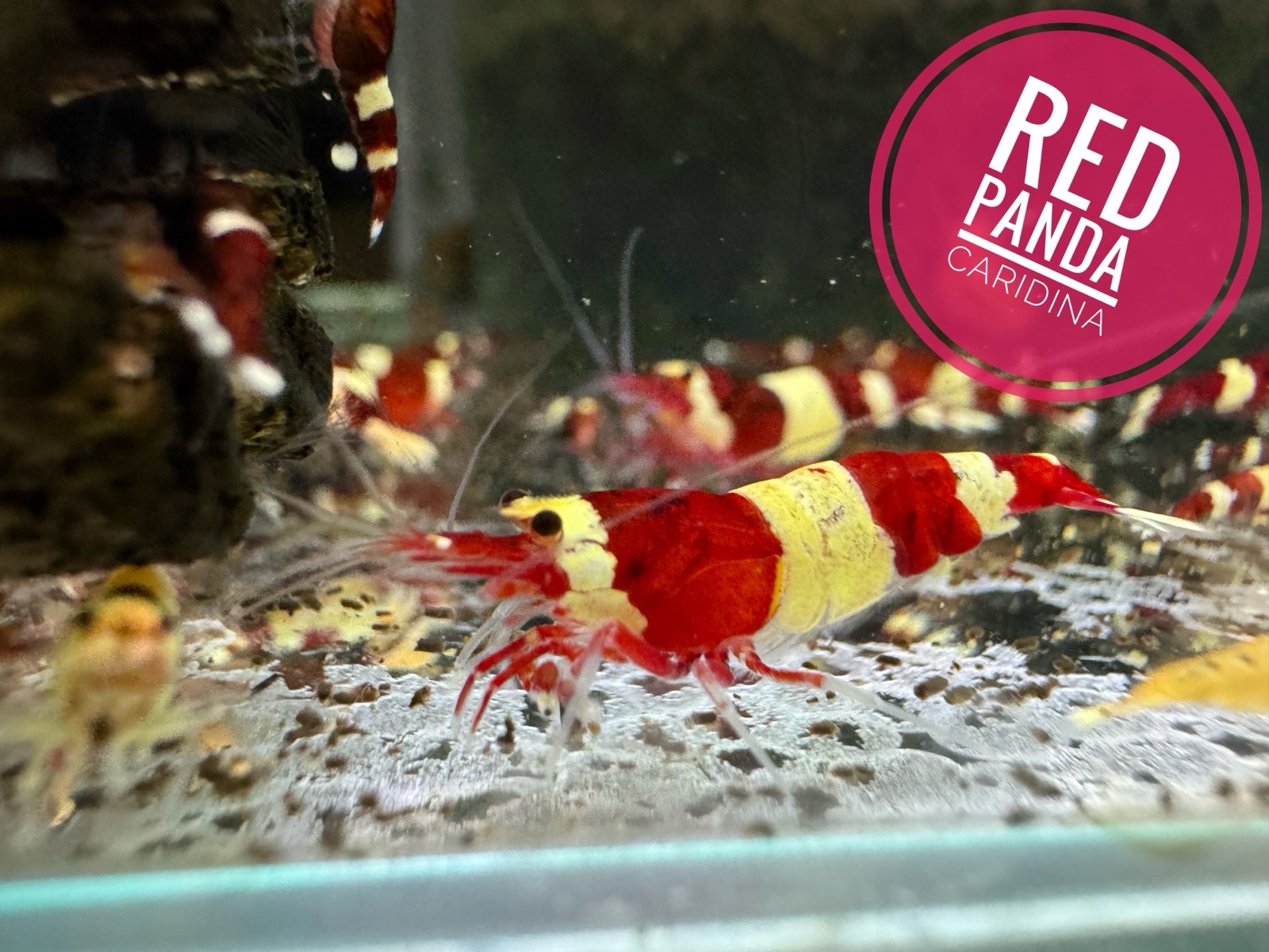 Krevetky Red Panda (Caridina)