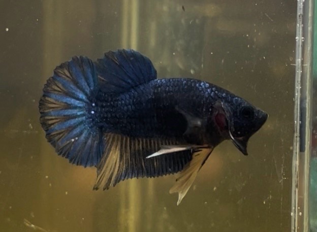 Betta splendens plakat