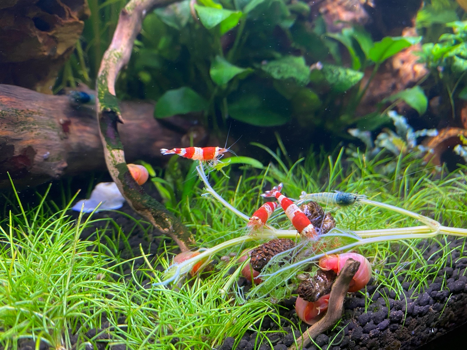 Krevetky Red Crystal