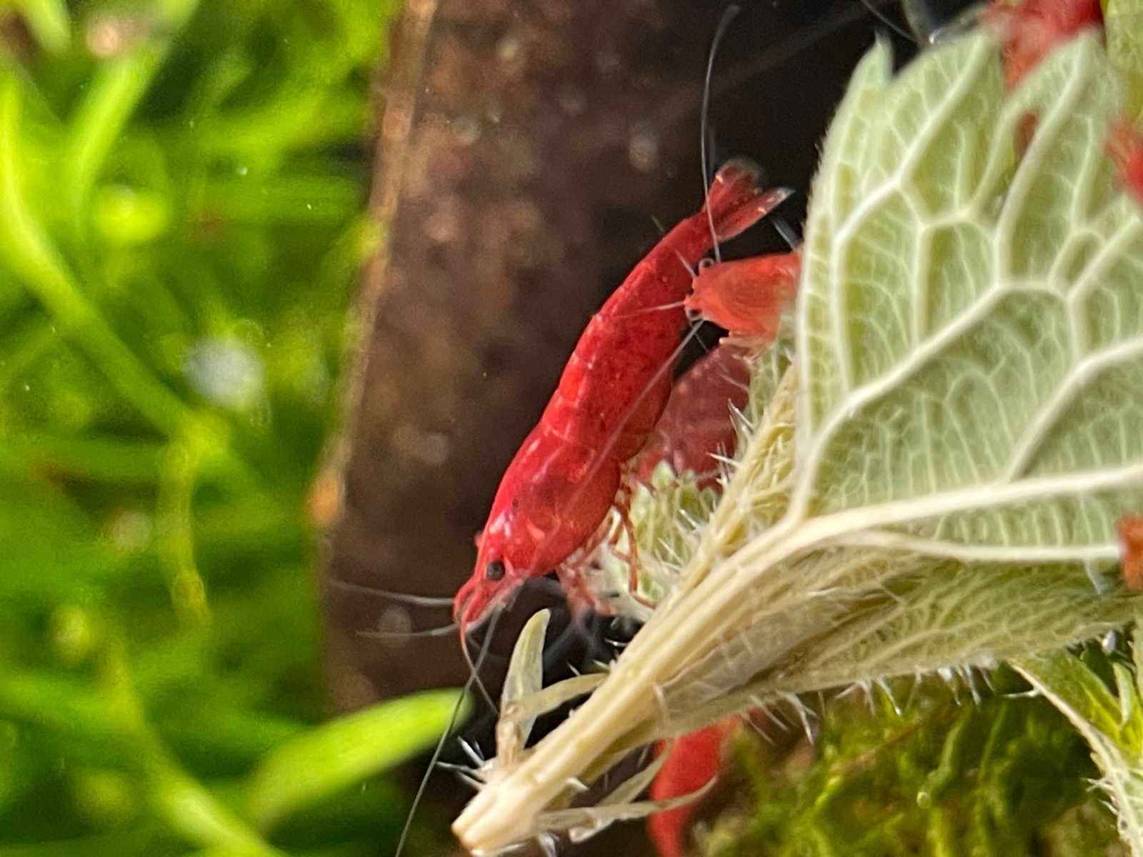 Krevetky červené Bloody Mary
