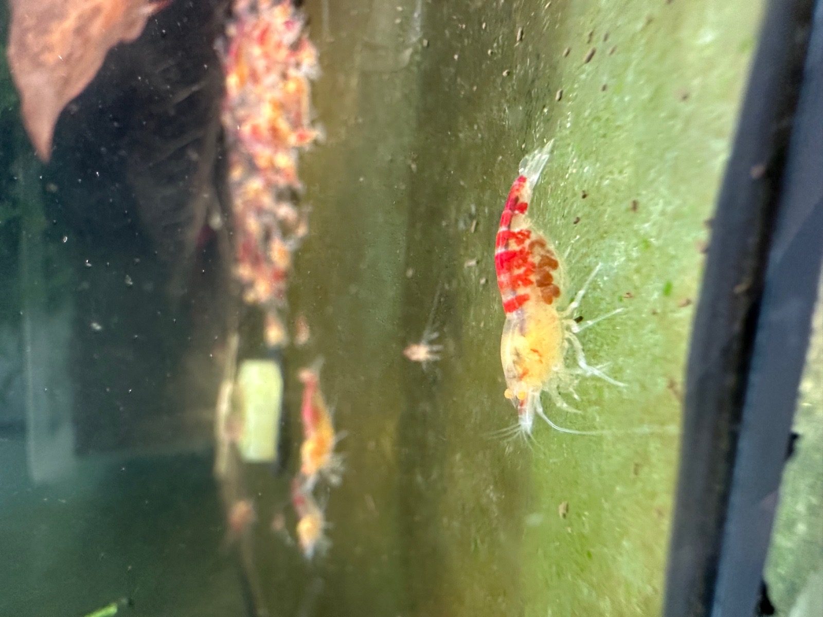 Krevetky Neocaridina, Caridina