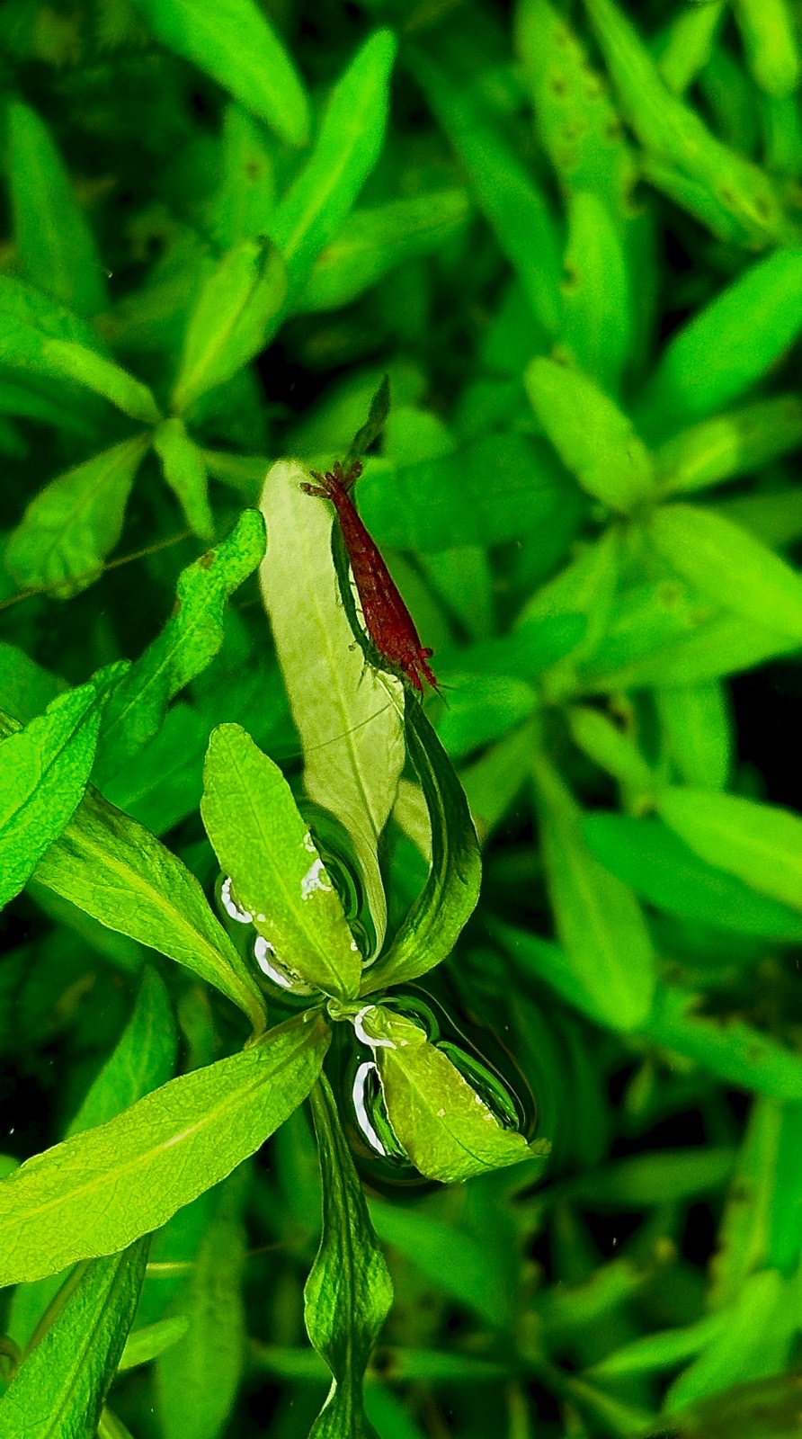 Neocaridina Davidi Red