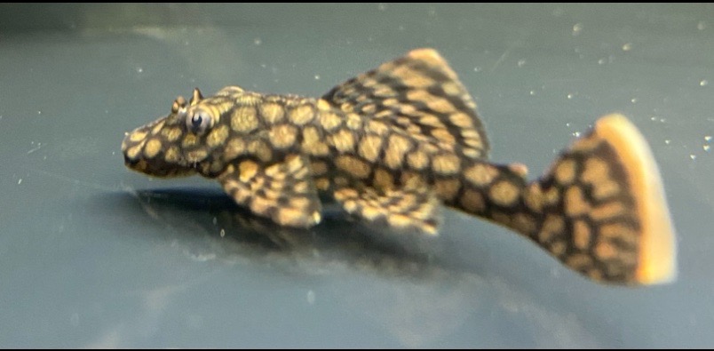 Ancistrus Wabenmuster