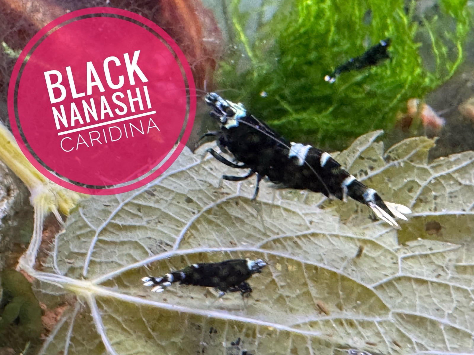 Caridina Black Nanashi 10+1 zdarma (nedostupné)