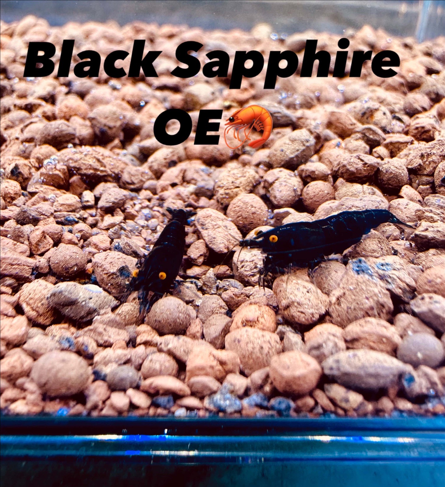 Neocaridina Black sapphire OE