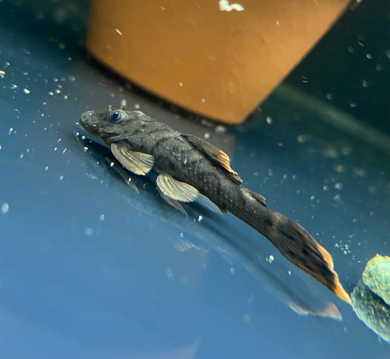 Ancistrus Luzia L159