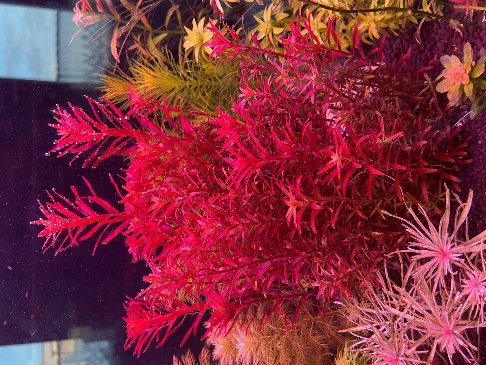 Rotala Singapore Blood Red