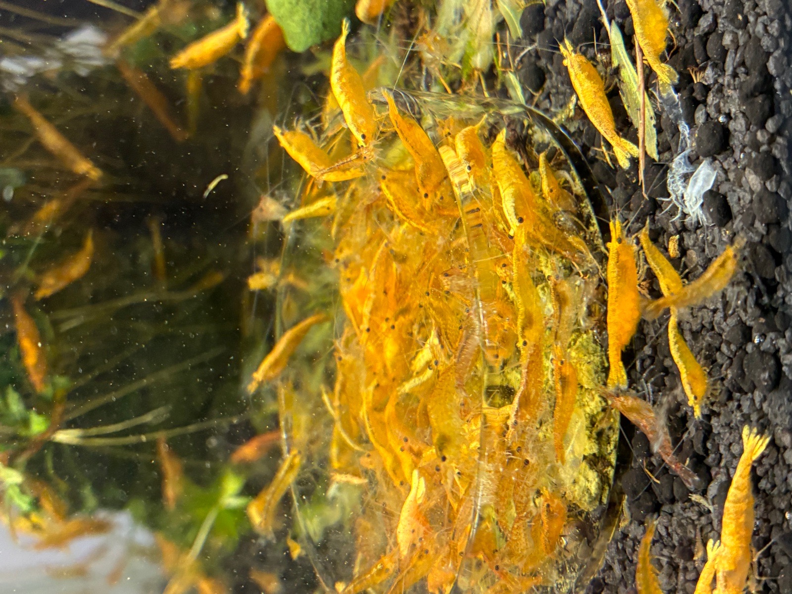 Krevetky žluté Yellow Fire