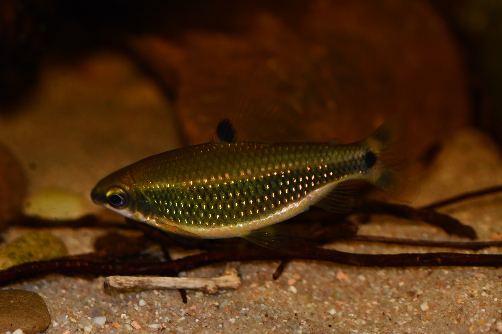Distichodus teugelsi | Kongosalmler