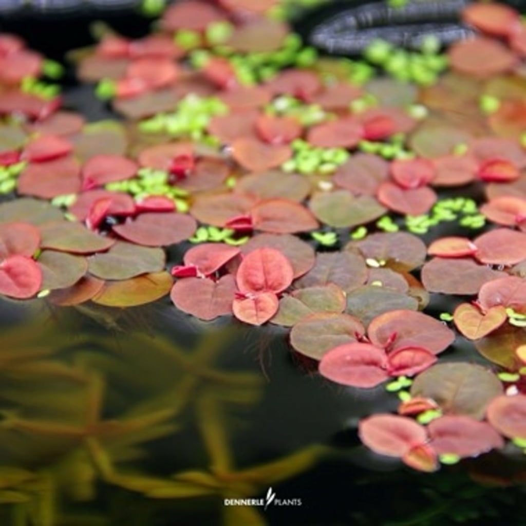 Plovouci akvarijni rostlina Phyllanthus