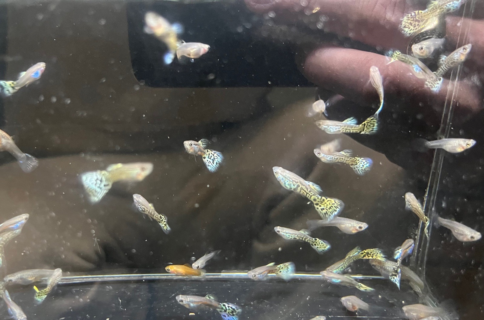 Paví očka yellow tiger