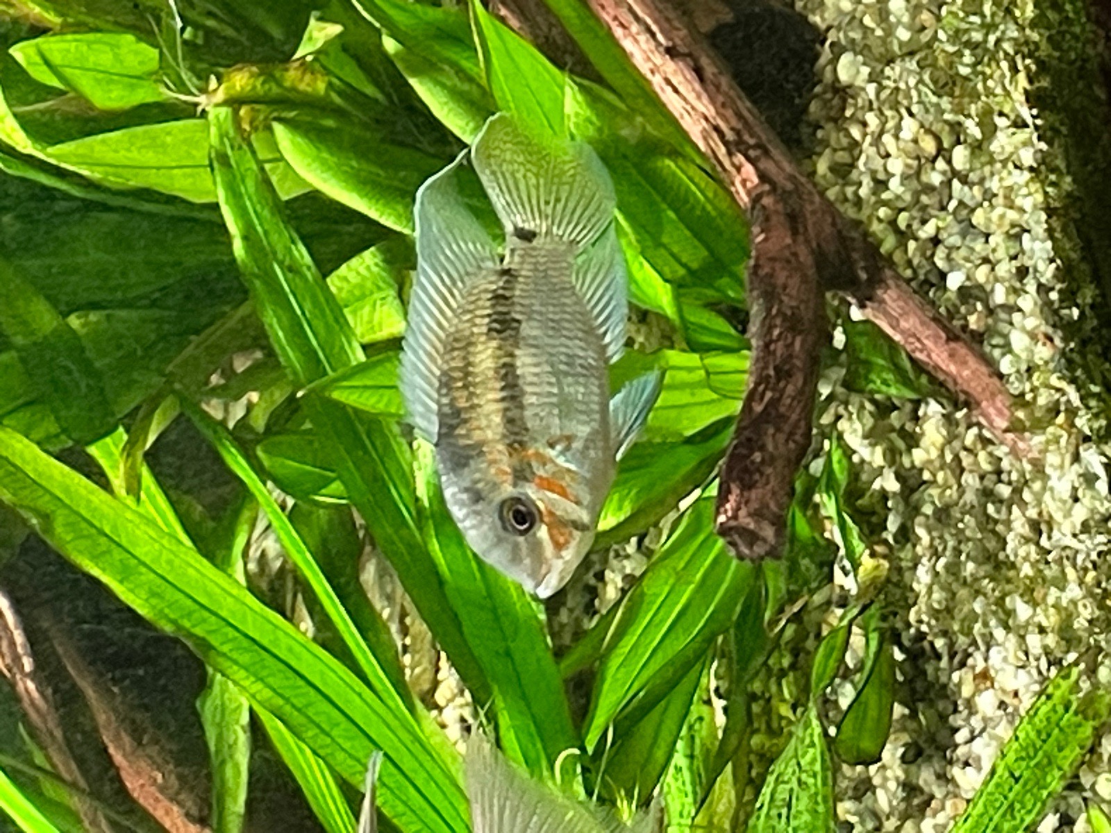 Skupina Krobia sp. Xingu