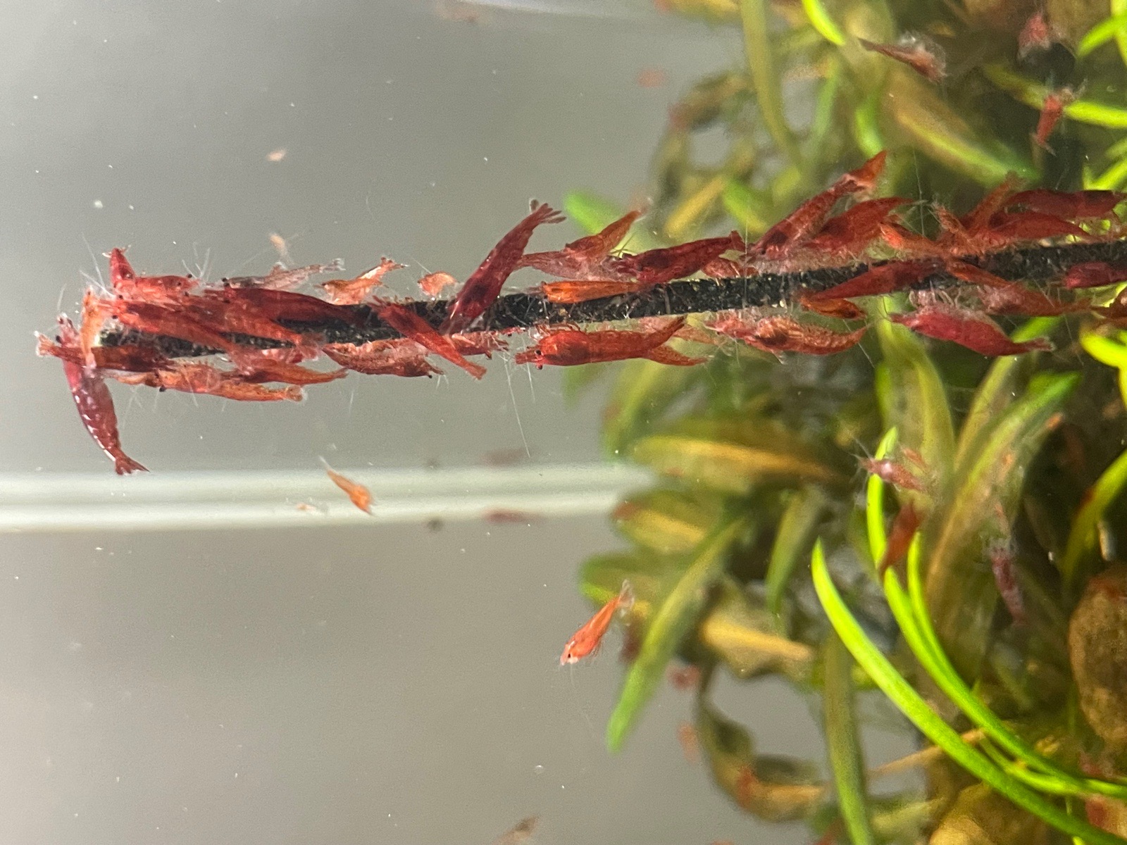 Krevetky červené Red  Cherry
