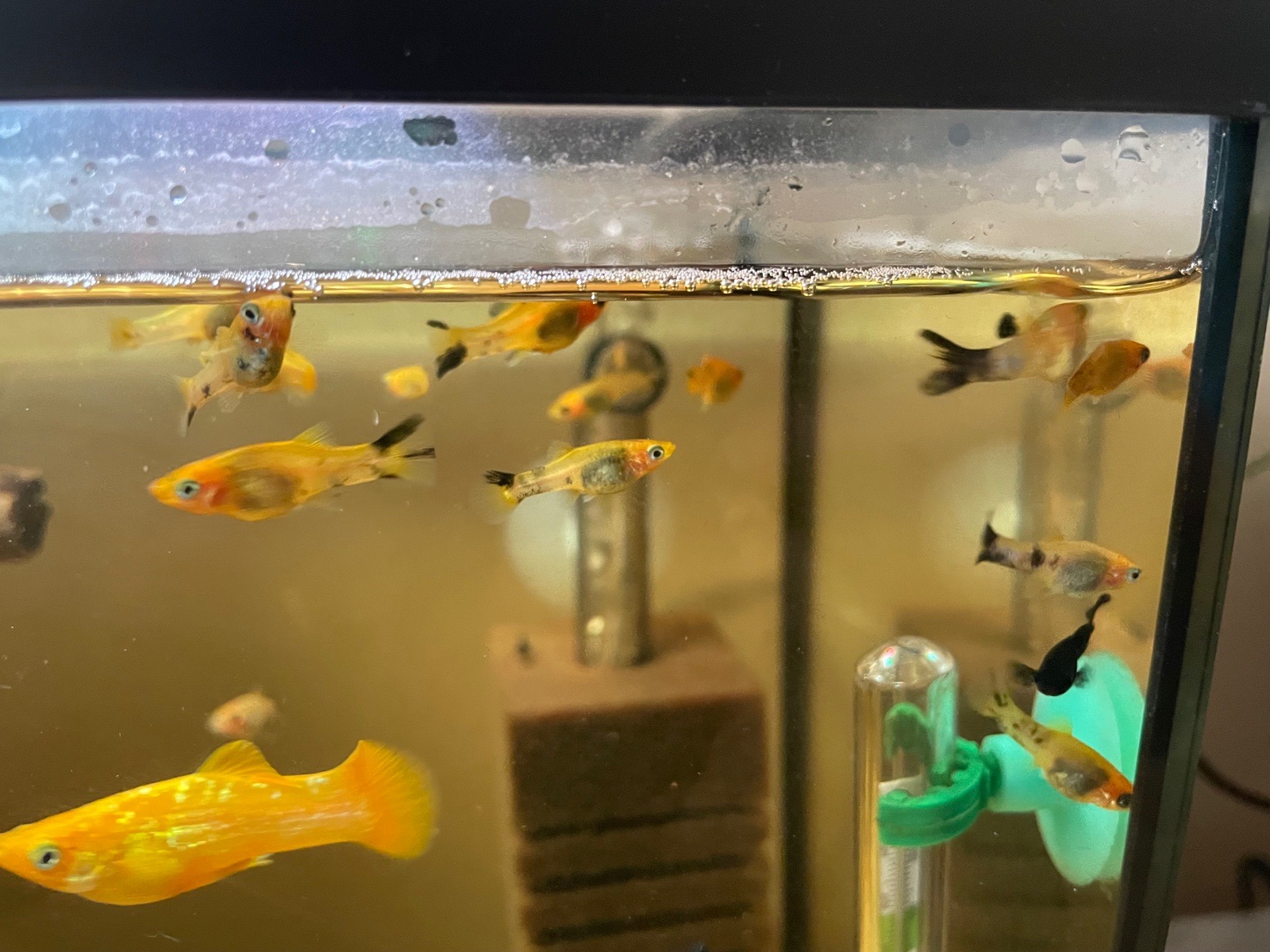 Živorodky Black a Gold Molly