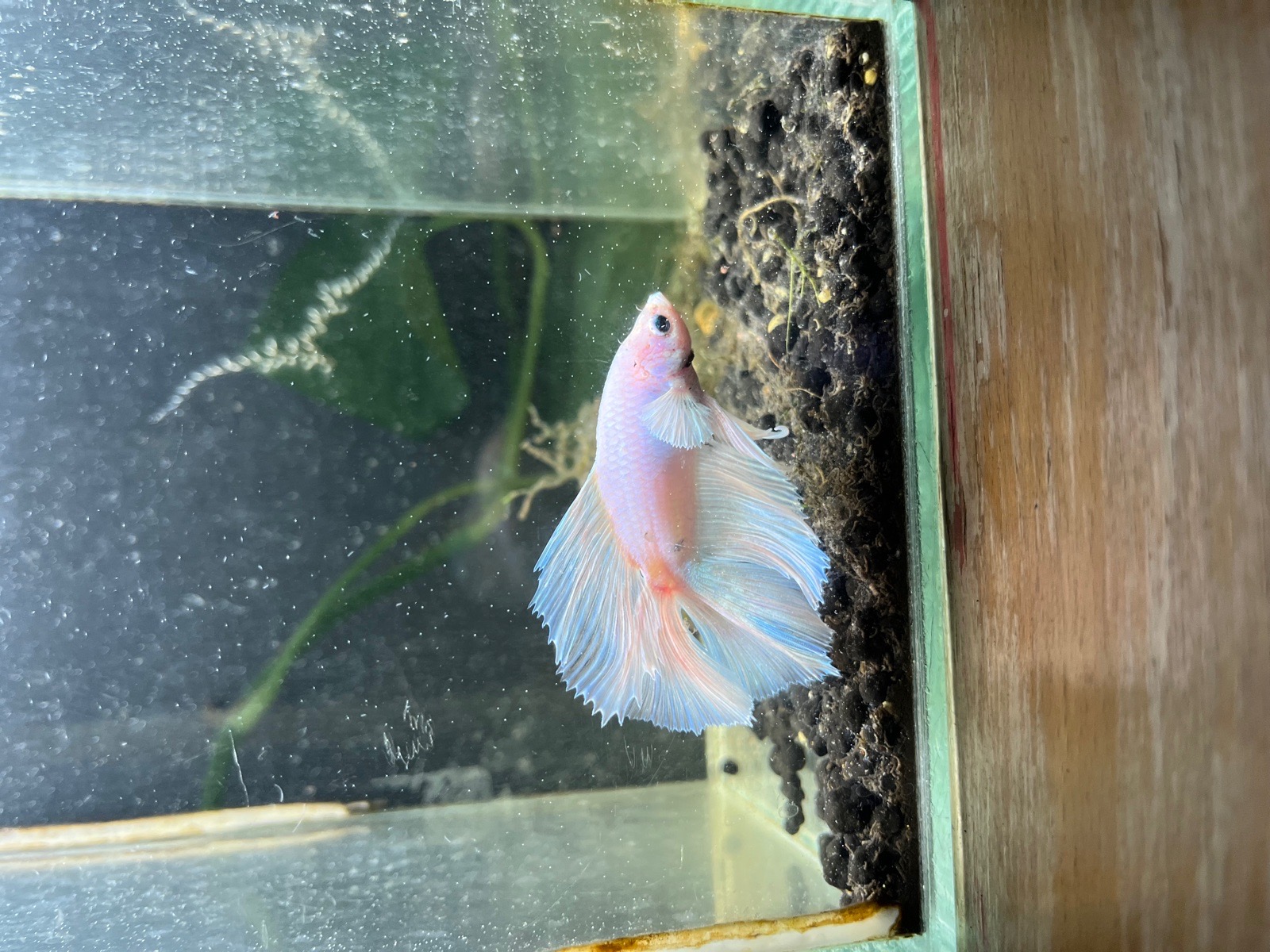 Samec Betty bojovnice doubletail.