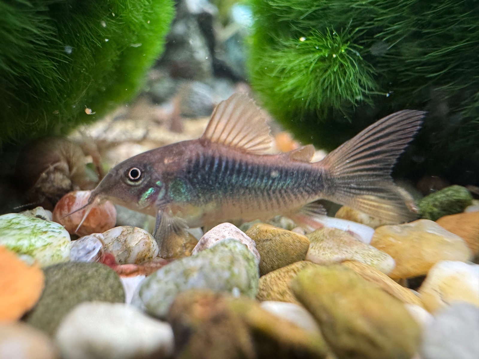 The golden striped armored catfish/aeneus/schultzei