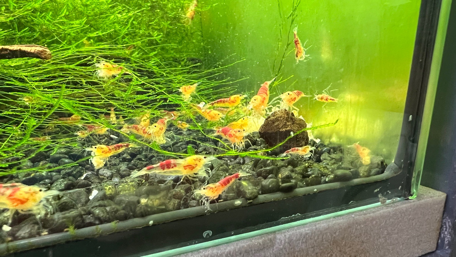 Sladkovodní krevety