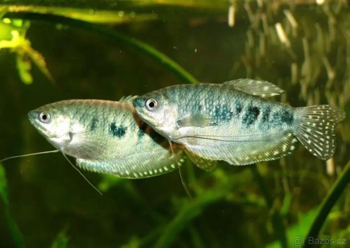 Čichavec modrý (cosby)