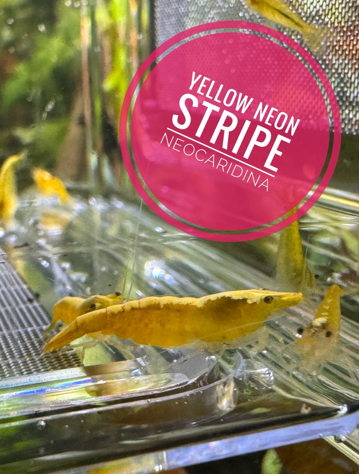 Krevetky Yellow neon stripe (neocaridina)