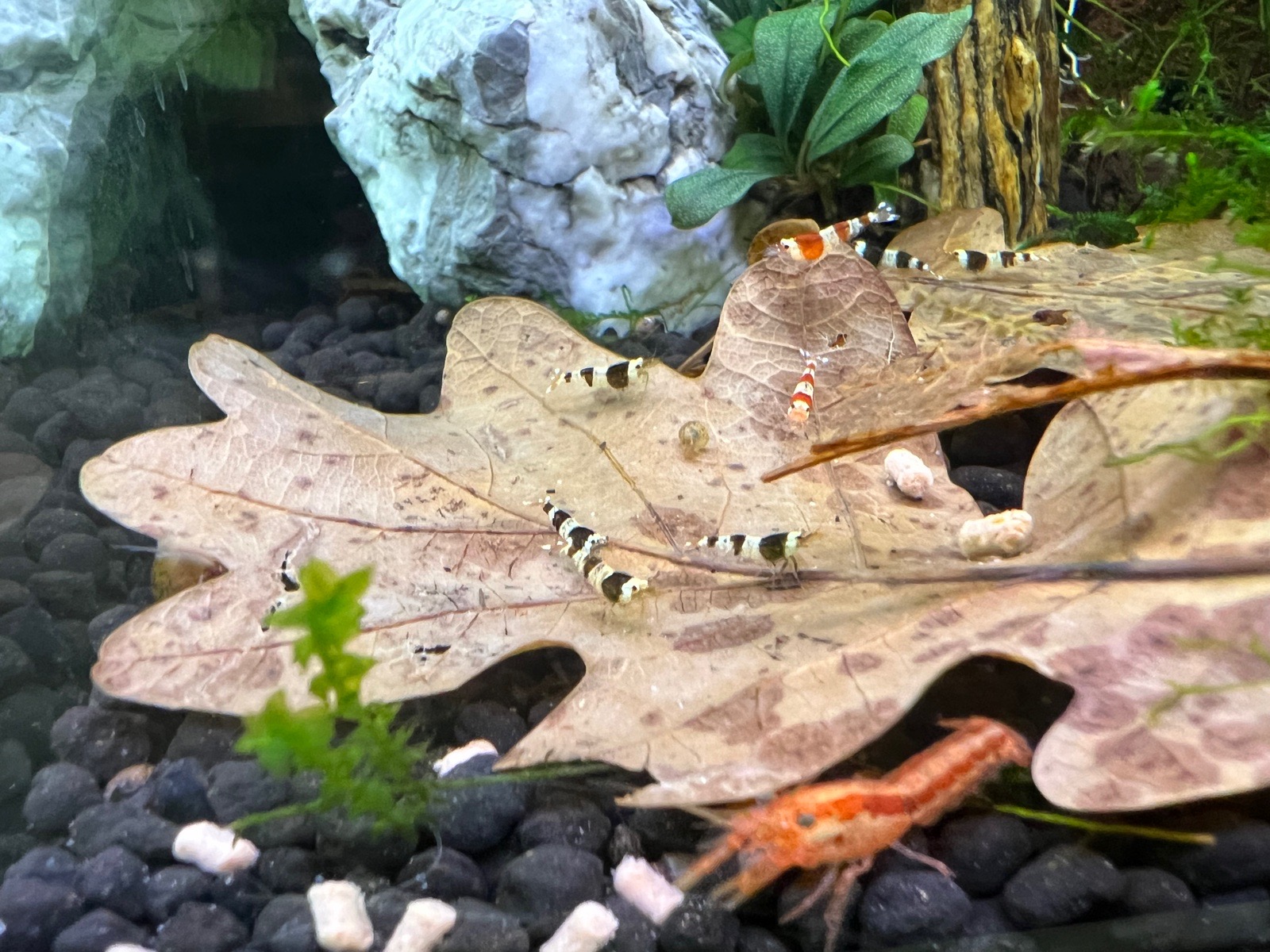 Krevetky Black Crystal