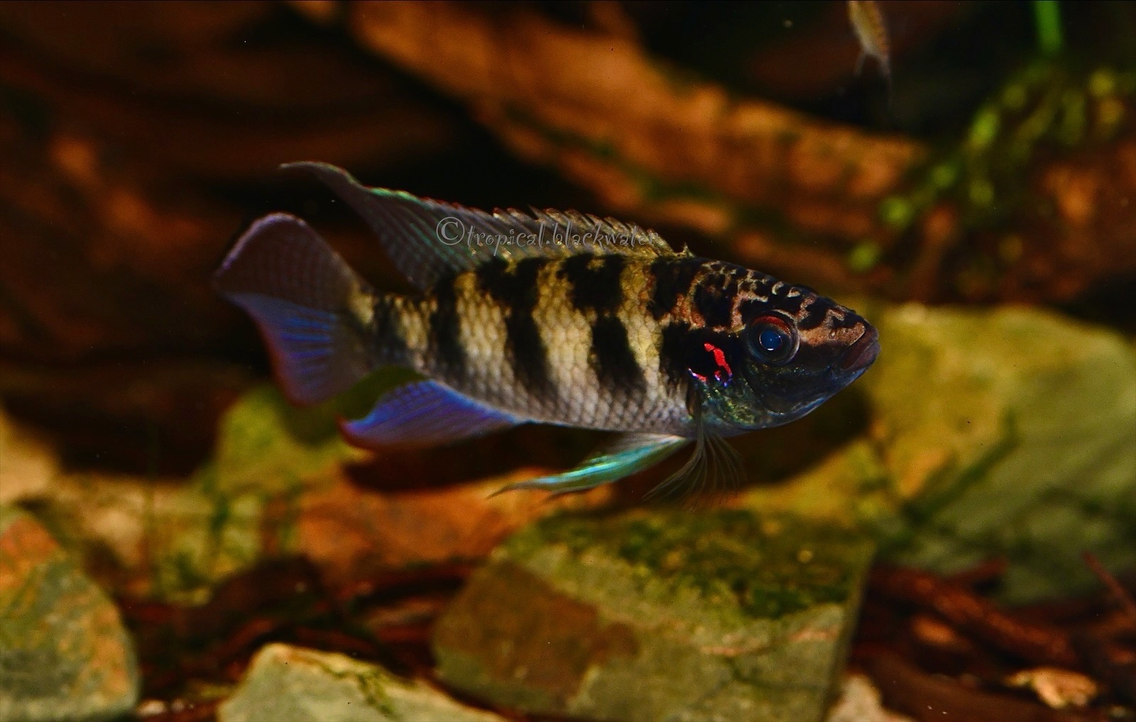 Parananochromis/ Thysochromis sp. Likouala