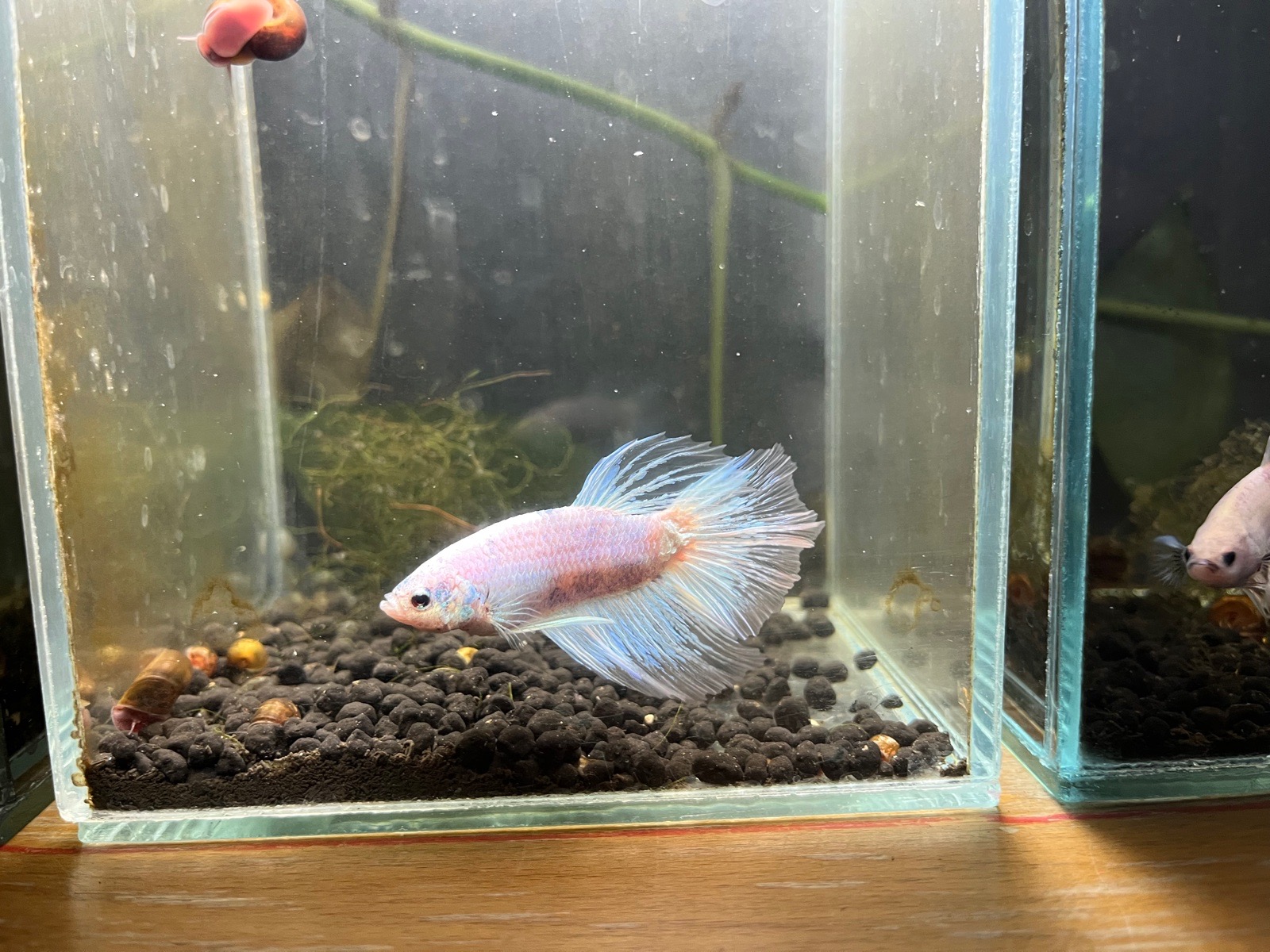 Samečci Betty bojovnice.