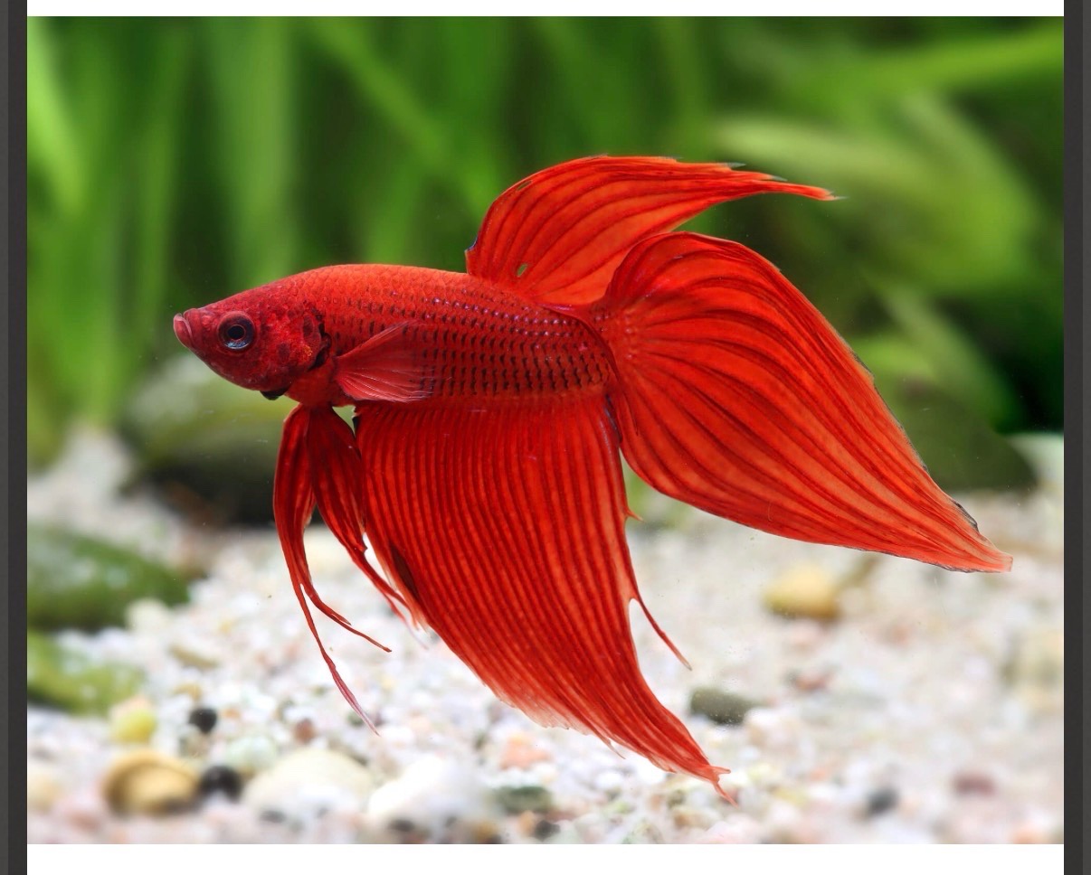 Betta ryba červená