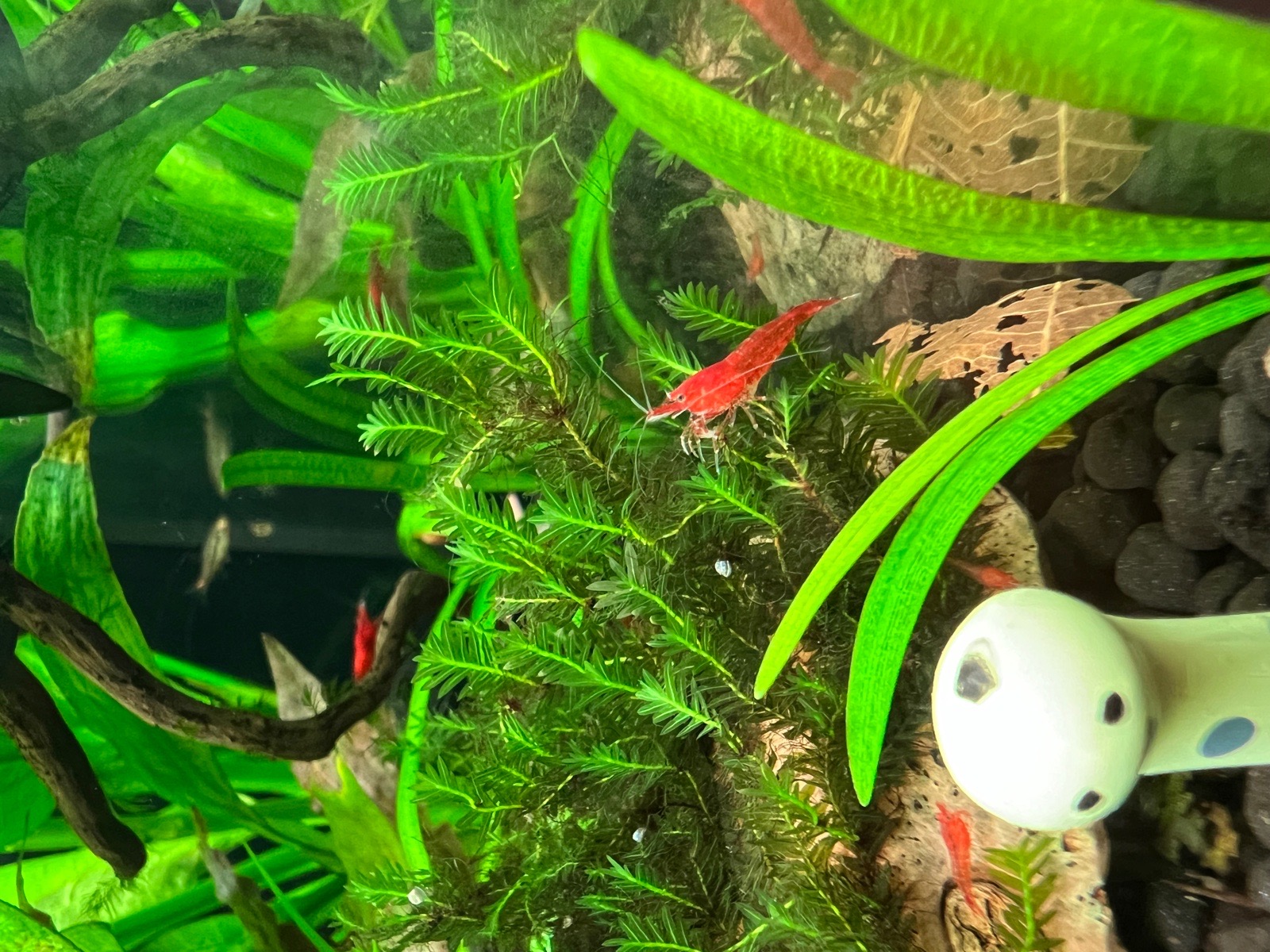 Krewetki Bloody Mary