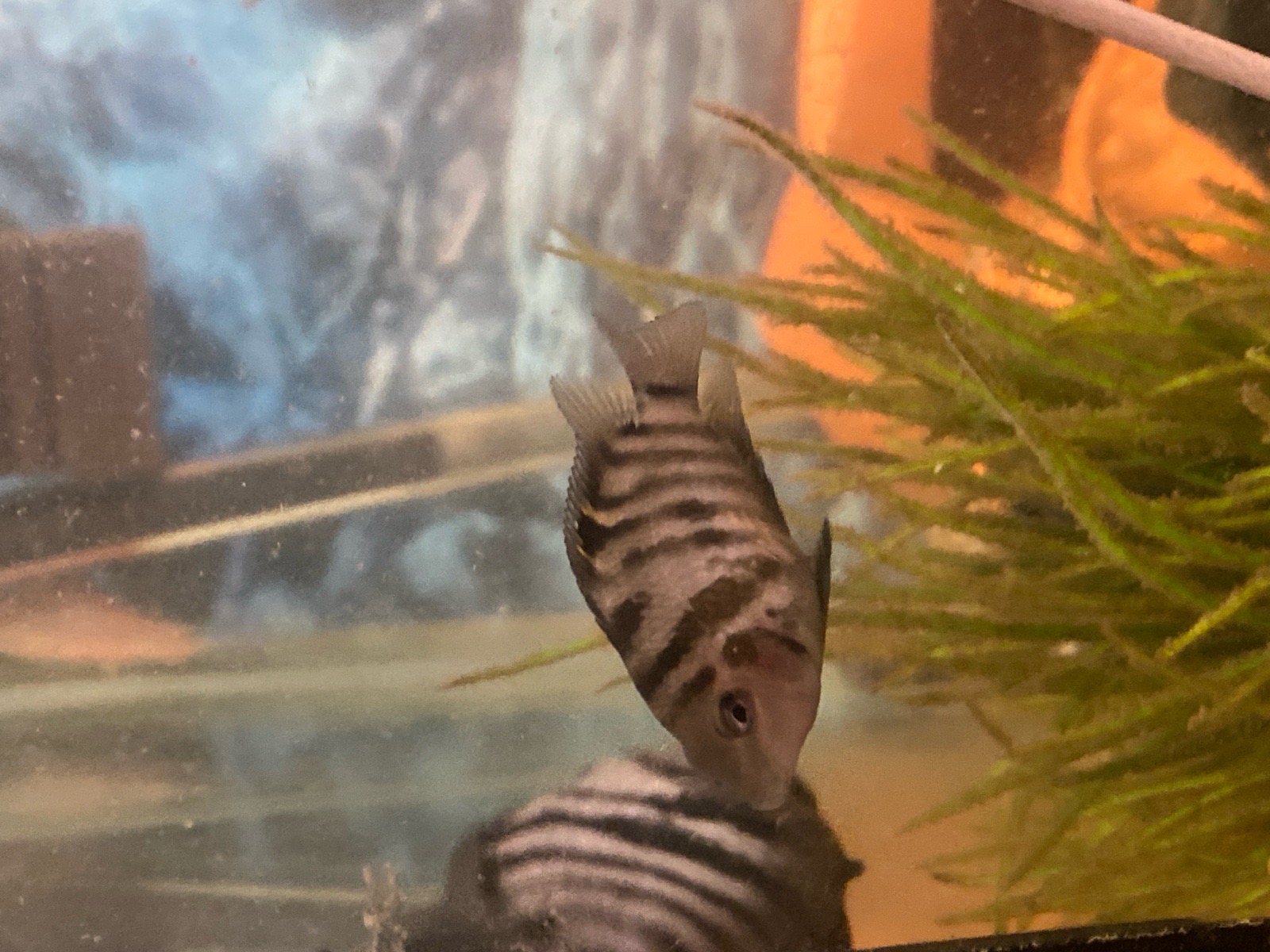 Kančík příčnopruhý