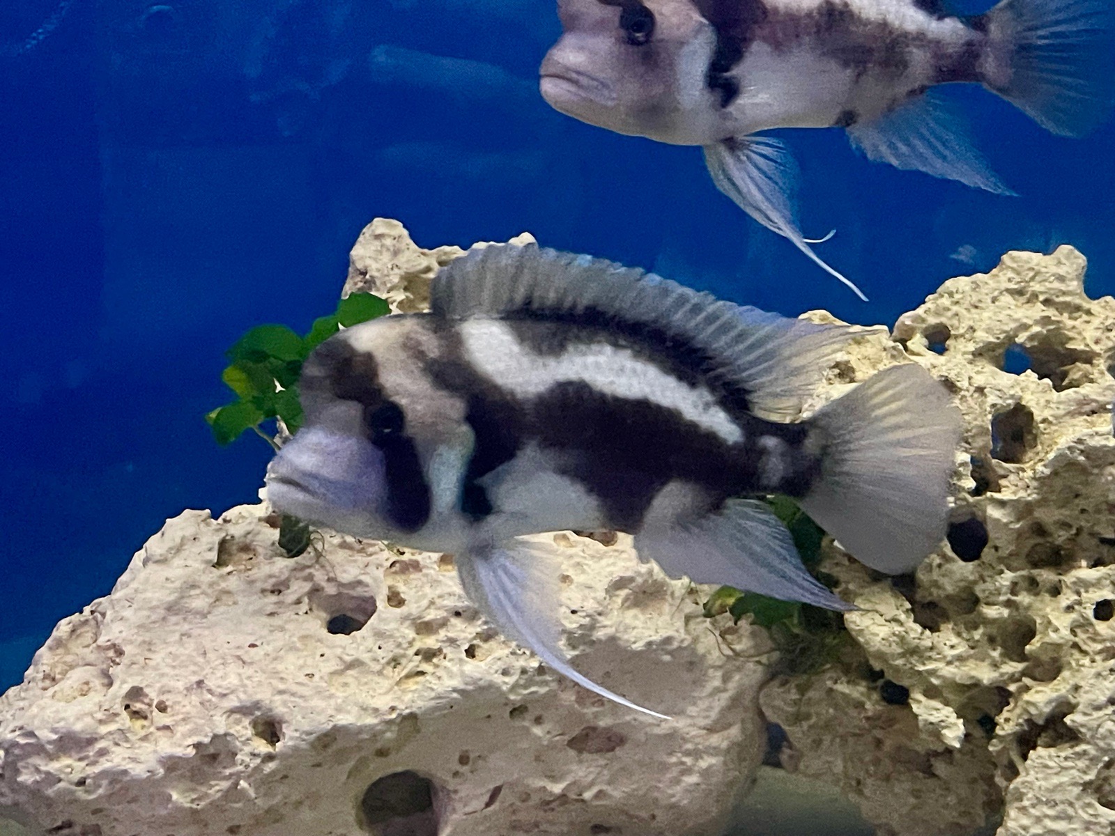 C. Frontosa Black Widow, mutace