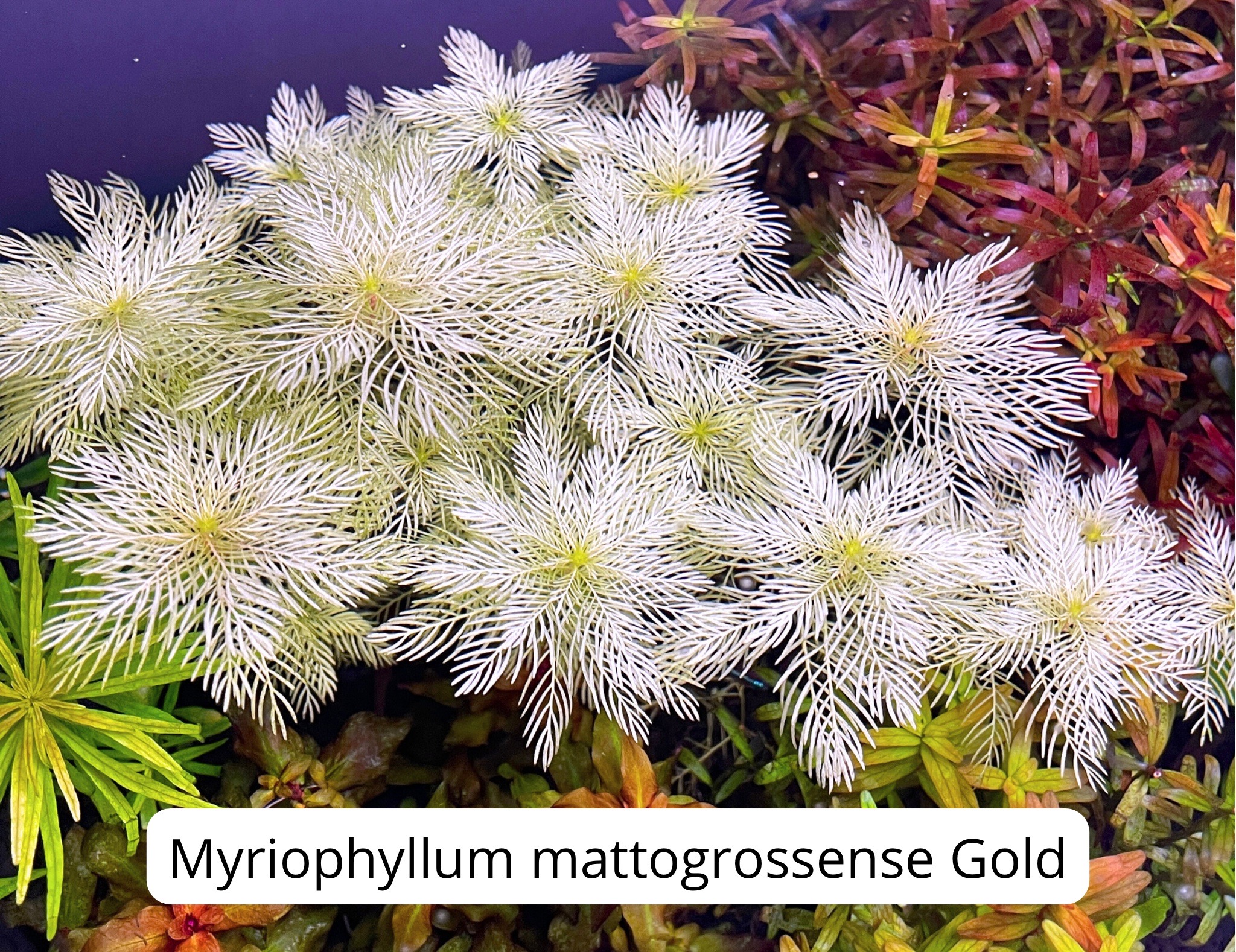 Myriophyllum mattogrossense gold