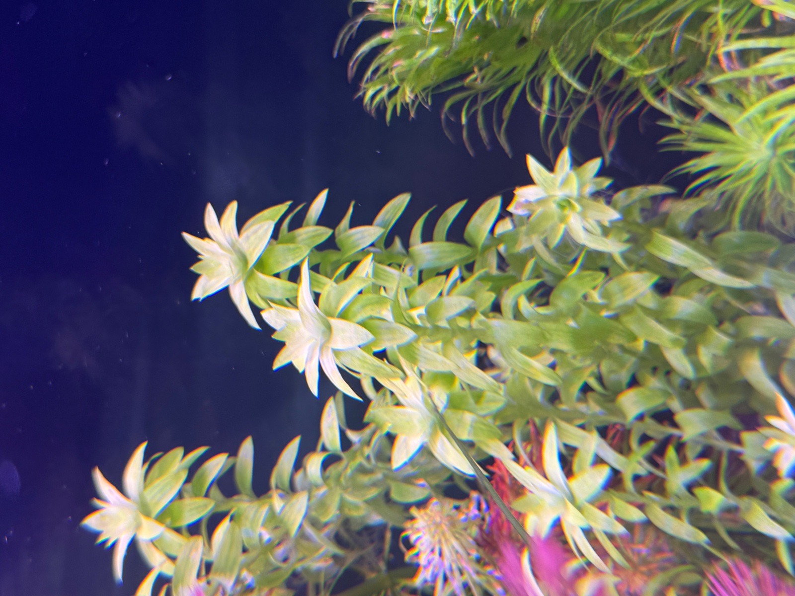Tonina fluviatilis