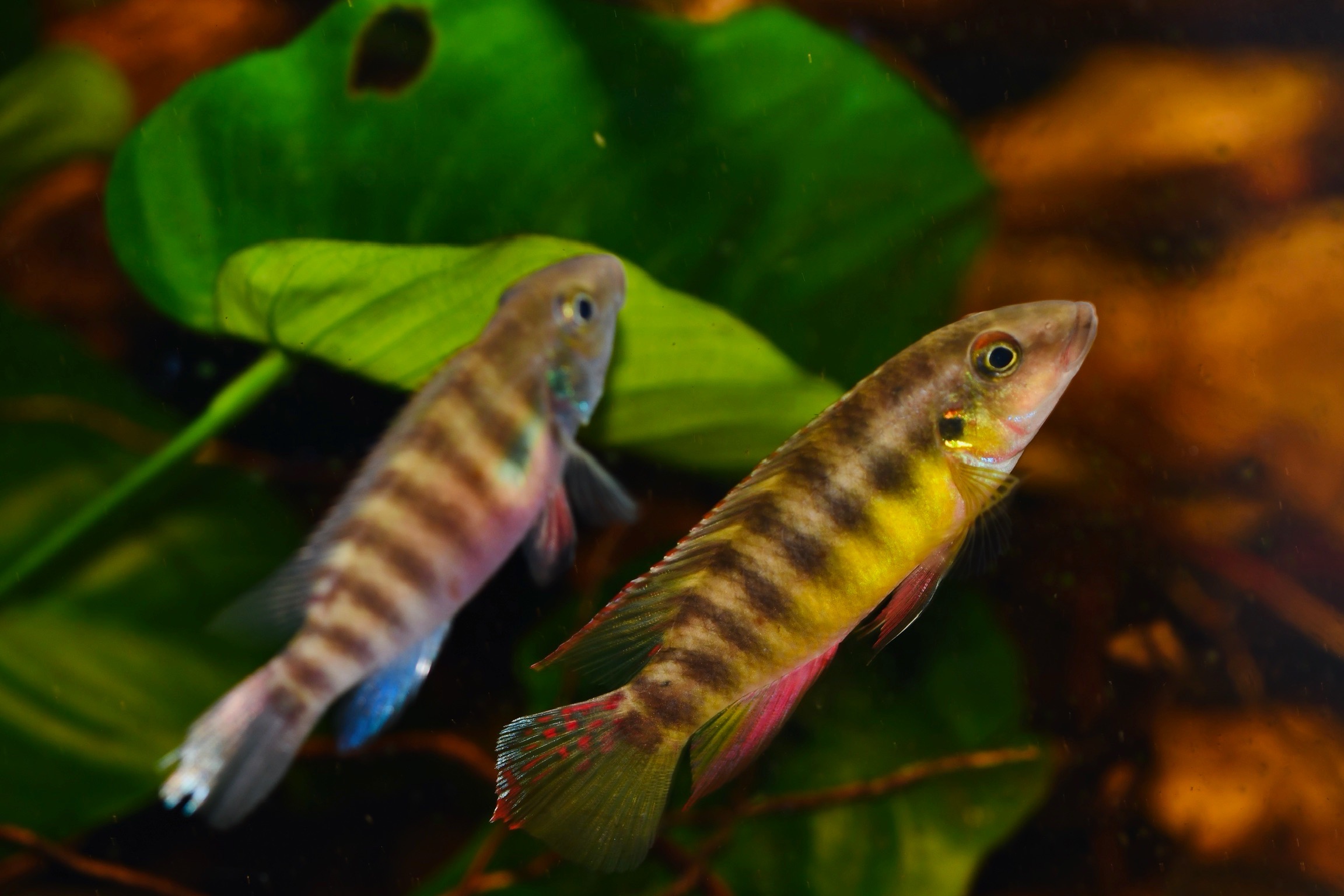 Wallaceochromis humilis 'liberia red'