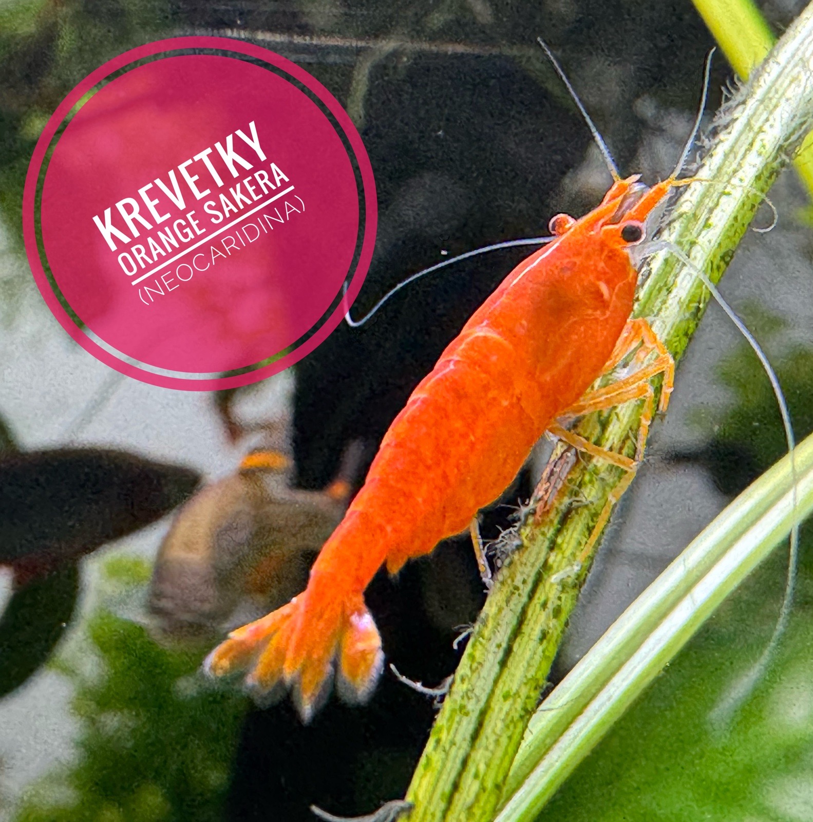Neocaridina Orange Sakura