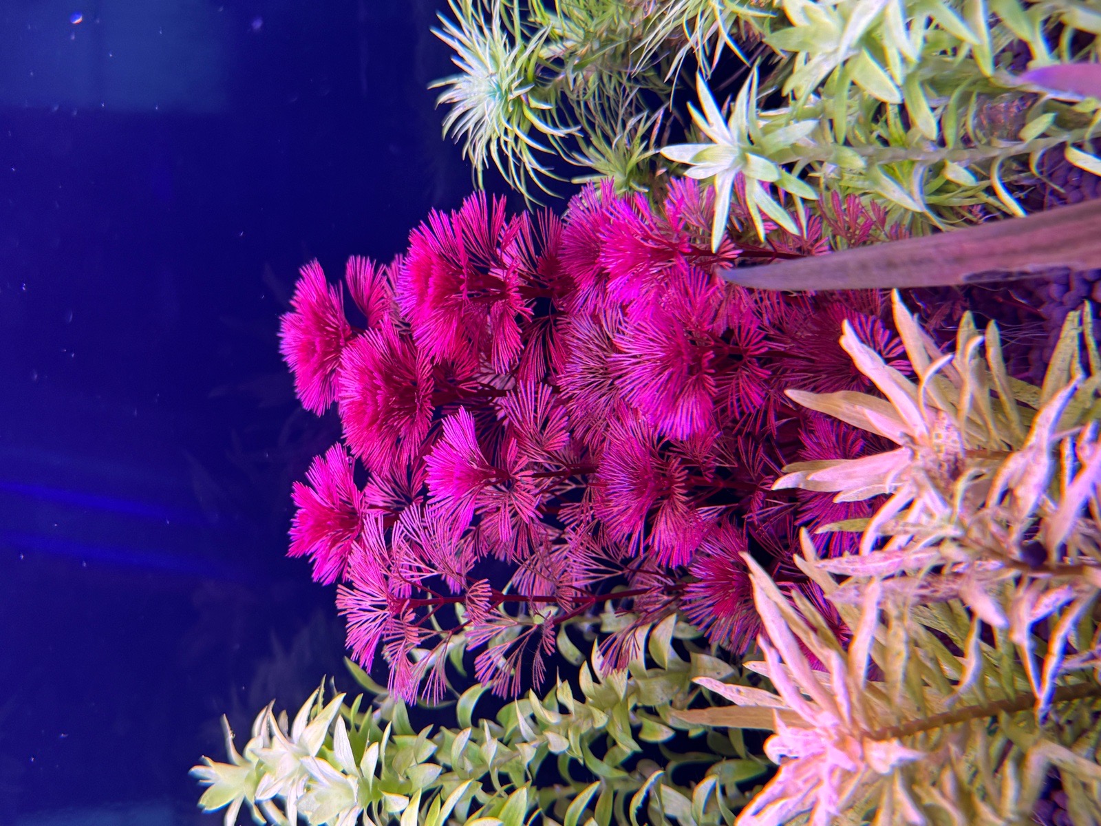 Cabomba furcata 'purple'
