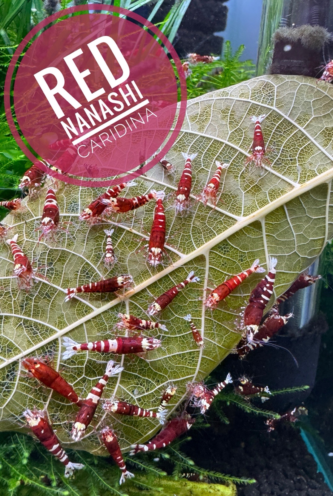Caridina Red Nanashi