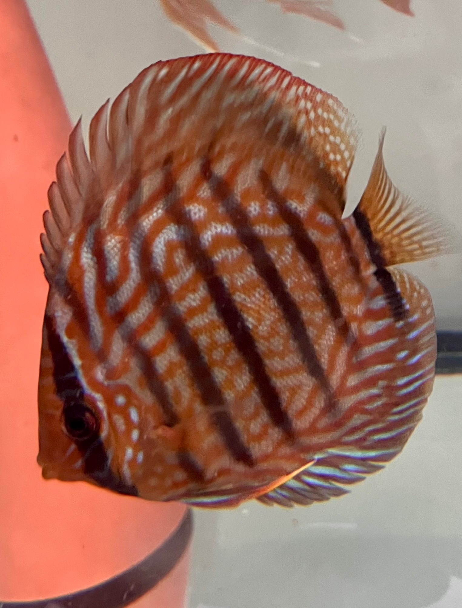 Prodám terčovce F2 Royal