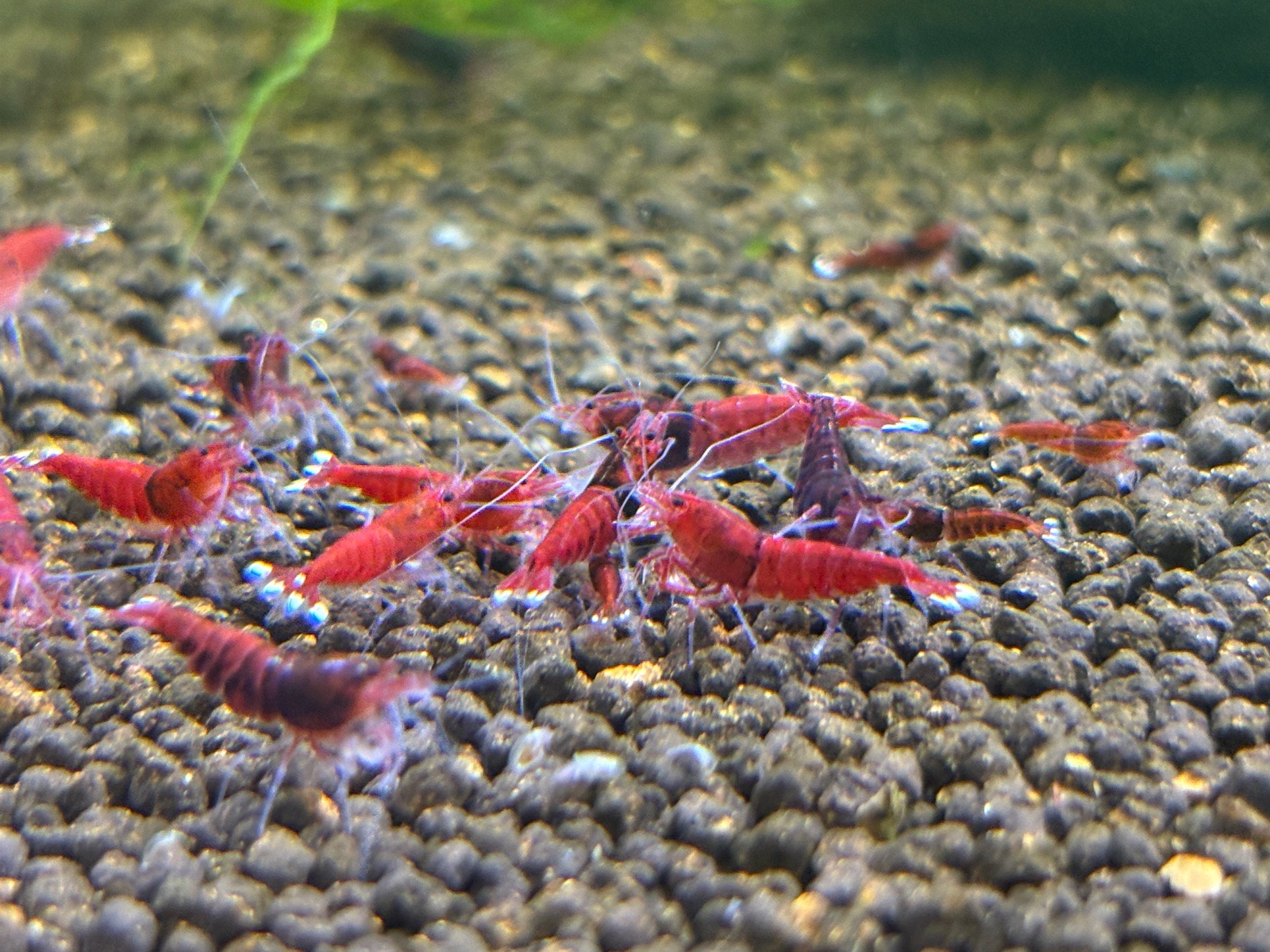 Krevetky Caridina Dark Red Ruby Extreme