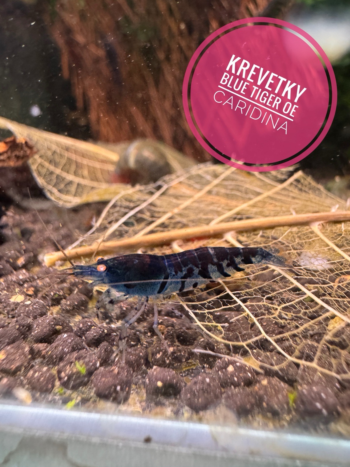 Krevetky BLUE TIGER OE (CARIDINA)