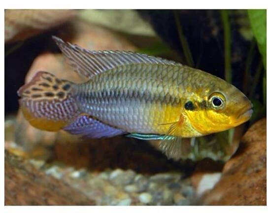 Pelvicachromis subocellatus