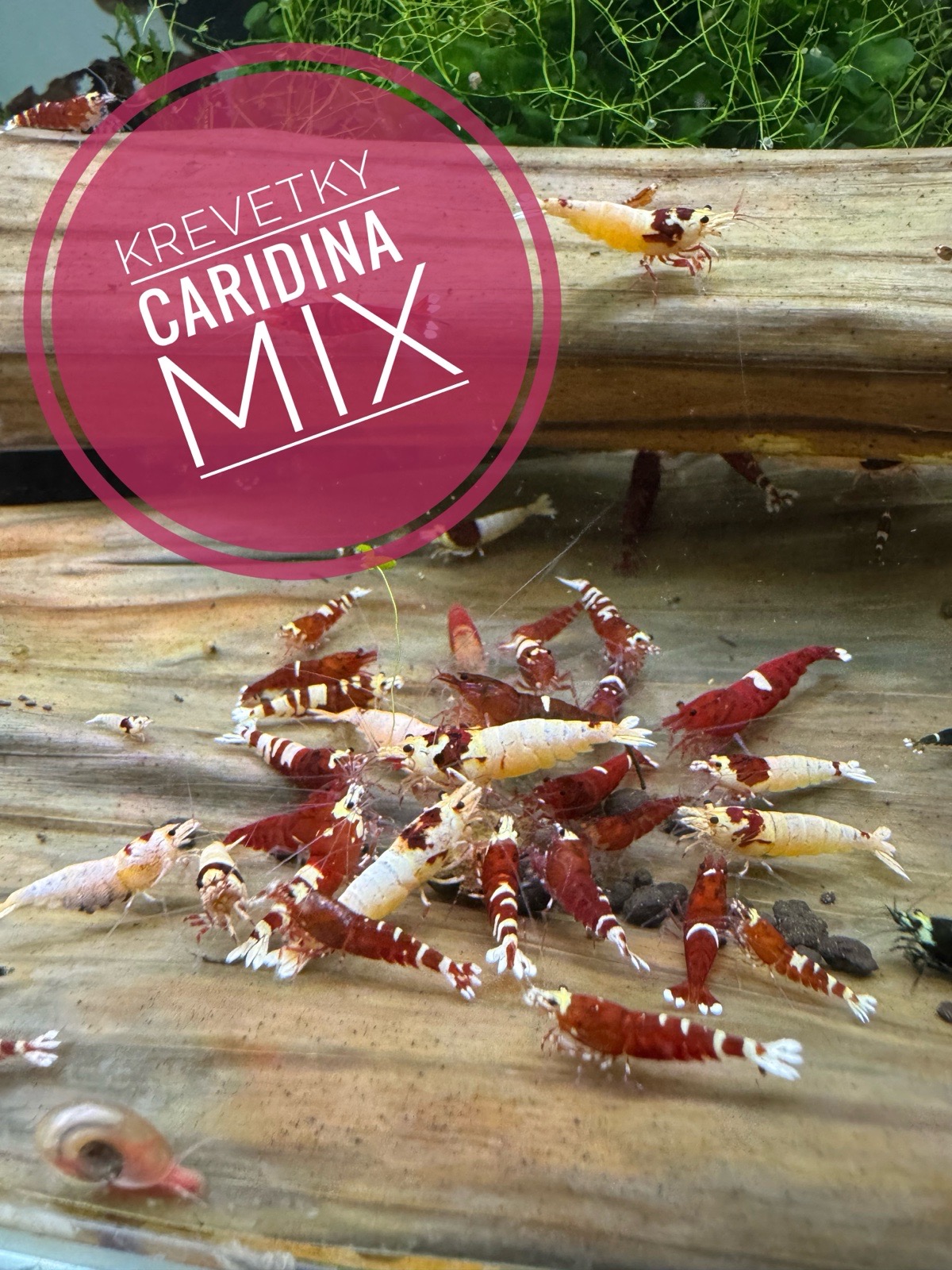 Krevetky Caridina MIX (ze sekce)