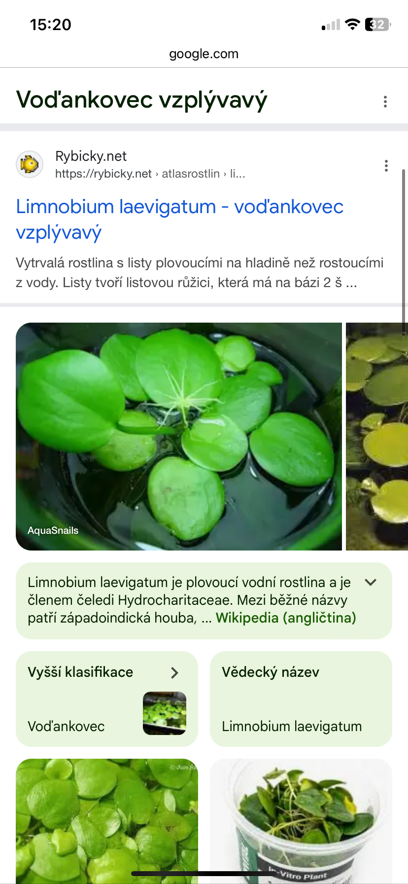 Plovouci akvarijni rostlina Limnobium