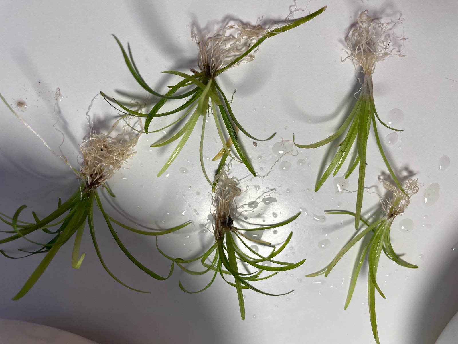 Kobercová rostlinka